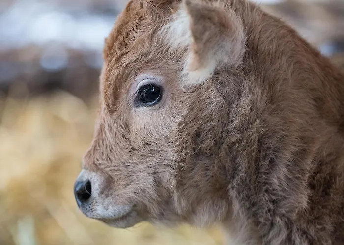 Gedeon Tanya Panzió Casa rural Jakabszállás