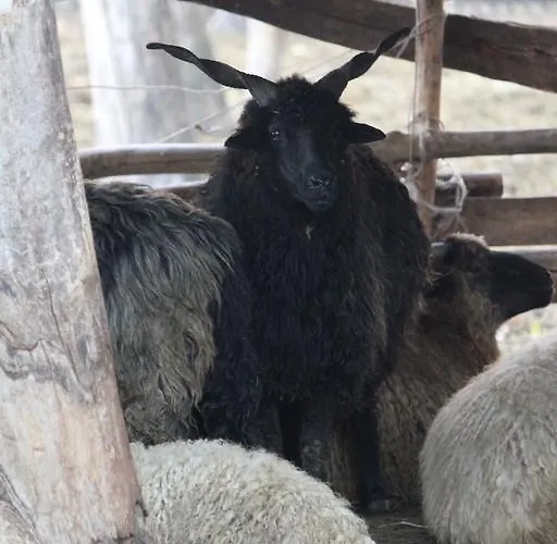 Gedeon Tanya Panzió Casa rural *